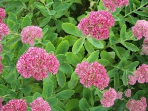 5x Sedum Autumn Joy Unrooted Cuttings Stonecrop Succulent Flower Ice Plants - Picture 1 of 1