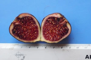 Fig, 1 X Berry Street , RARE, HUNTER Vly Cutting, to propagate,17cm cuttings - Picture 1 of 3