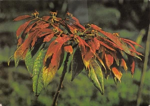 GUINEE - Picture 1 of 2