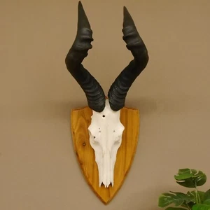 Hartebeest Kuhantilope HL 60,5 cm Afrika Antilope Schädel Trophäe Schild 88.1.56 - Bild 1 von 7