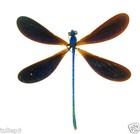 Dragonfly - DAMSELFLY - SPREAD -Damselfly Sp1 (Male) - Sulawesi, Indonesia