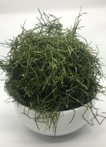 Shatavari (Asparagus racemosus) LEAVES 3.5oz 100g Dehydrated Ceylon - Picture 1 of 4