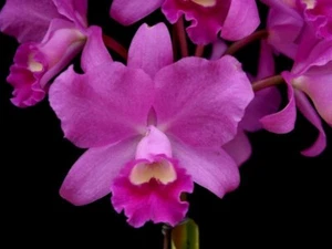CTT Netrasiri Darkprince x Mari's Song Live Orchid Plant 2BB26 - Picture 1 of 3
