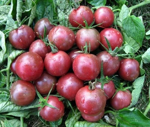 Tomate PLAYA CEREZA semillas rojo oscuro cherry tomates orgánico Ucrania 20 semillas D - Imagen 1 de 4