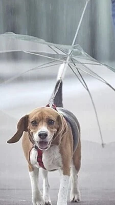 DO&G New, Clear Pet / Dog Umbrella With Black Handle. Keep Your Dog Dry On Walks!