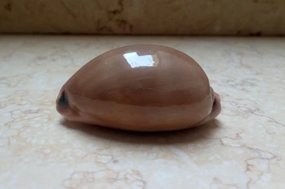 F Luria pulchra sinaiensis 69.8mm super natural glossy red sea shell F+++ - Image 1 of 4