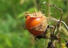 Litchi Tomato | 15-100+ Seeds | Solanum Sisymbriifolium | Vila-vila | Garden
