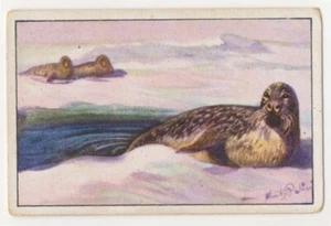 SEEHUNDSJAGD MIT MASKE SEAL PHOQUE JAGD FANG IMAGE CARD 1930's - Picture 1 of 2