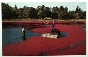 Vintage Cape Cod Preiselbeerernte photochrome Postkarte von Bromley - Bild 1 von 2