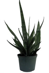 Silver Streak Snake Plant - Sansevieria - Impossible to kill! - 6" Pot - Picture 1 of 1