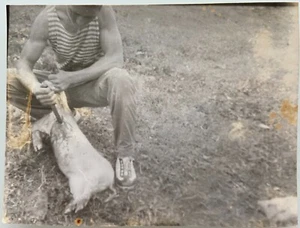 Foto de colección de cadáver de animales post mortem de terror matanza de cerdos muertos - Imagen 1 de 2