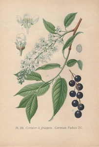 Traubenkirsche (Prunus Padus ) Chromo-Lithographie From 1891 Bird Cherry - Bild 1 von 2