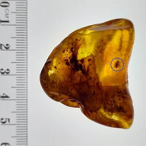 Amber large polished gemstone w/ two trapped insects preserved fossils 50.7ct - Bild 1 von 8