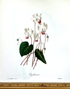 Redoute Flowers #27 CYCLAMEN  Botanical Art BK Plate SUPERB - Picture 1 of 1