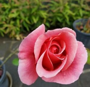3 x Organic Pink Rose cuttings  light perfume easy to grow hardy