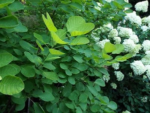 Grüner Perückenstrauch Cotinus coggygria 40-60 cm im 3 Liter Container - Bild 1 von 2