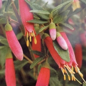 Lantern Rose Tuber/ Bulbs: Exotic Variety: $90 For 25 Bulbs/Tubers: Free Postage - Picture 1 of 4