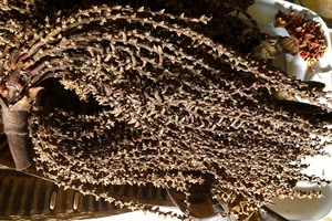 Hawaii Bob Cestino Tessitura 18" - Foto 1 di 3