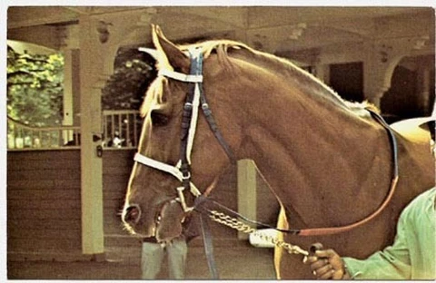 SECRETARIAT - HORSE RACING POSTCARD - BEAUTIFUL HEAD SHOT! Cover
