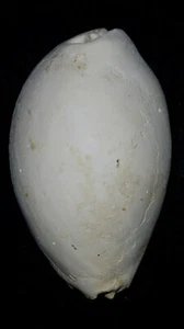 Fossil / Fossilized Siphocypraea cypraea cowrie gastropod shell collectors cwb37 - Picture 1 of 5