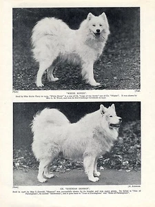 SAMOJEDEN ZWEI BENANNTE HUNDE SCHÖNER ALTER ORIGINAL 1934 HUNDEDRUCK - Bild 1 von 1