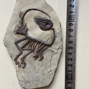 Einzigartiges und authentisches paläontologisches Fossil, Liaoxi Fossil C04 - Bild 1 von 3