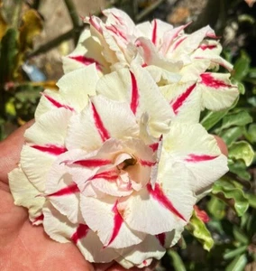 Rosa Del Desierto Adenium Obesum - Picture 1 of 2