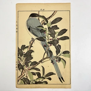 Japanese Woodblock Print “Azure-winged Magpie” from “Keinen Kacho Gafu” Bird - Picture 1 of 13