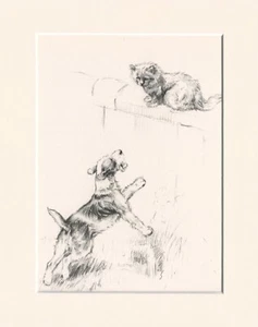 WIRE FOX TERRIER & CAT ON WALL 1930'S DOG SKETCH PRINT KF BARKER READY MOUNTED - Foto 1 di 1
