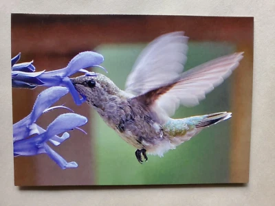 Cartão fotográfico Hummingbird Nature Wildlife 5X7 em branco com envelope - Imagem 1 de 2