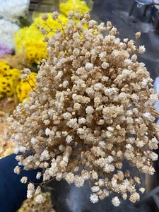 Dried baby breath ( choose colour ) - Picture 1 of 5