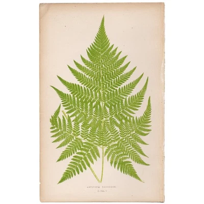 Helechos exóticos antiguos Lowe 1872 impresión botánica 1 helecho escudo retroceso Foto 1 de 3
