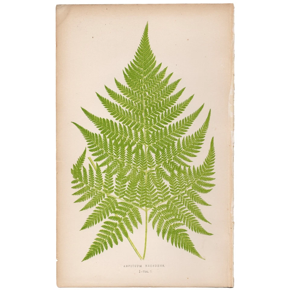 Antique Lowe Exotic Ferns 1872 Botanical Print 1 Receding Shield Fern - Image 1 of 3