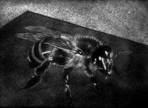 BIG HONEY BUMBLE BEE Original MEZZOTINT Hand-Signed Numbered Limited-Edition - Picture 1 of 2