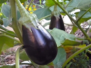EGGPLANT Black Beauty Seeds - Heirloom QTY: 100 - Picture 1 of 3