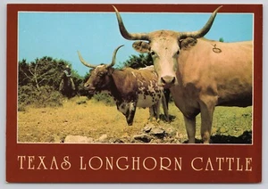 Texas Longhorn Cattle Lone Star State Old West Postcard - Picture 1 of 2