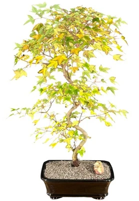 Trained Trident Maple Bonsai Tree 24"H Outdoor Deciduous Acer Buergerianum - Image 1 of 3