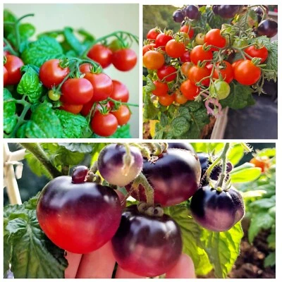 Set de semillas de tomate 3 variedades "Tomate azul de habitación" "Lille Lise" "Vilma" tomates enanos - Imagen 1 de 4