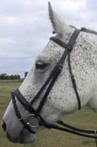 BN Superior Padded Aldsworth Eng Bridle Chestnut Pony - Picture 1 of 1