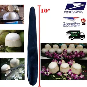 10 inches Long Coconut Knife Peel Easy Remove Coconut Meat Kitchen Tool Handmade - Picture 1 of 21
