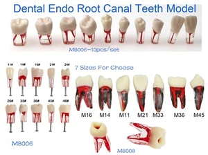 Modelo de dientes de conducto radicular endo dental de 10 piezas para estudio y enseñanza modelo de práctica de ECA - Imagen 1 de 154