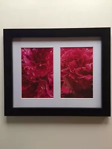 Pretty Pink Peonies Framed Flower Photos 11.25" x 9.25" - Picture 1 of 4