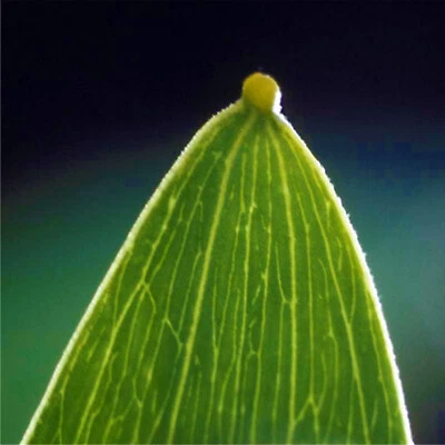 COLE'S WATTLE 10 Seeds | Acacia Colei Sacred Shaman Exotic Medicinal Rare Native - Image 1 of 4