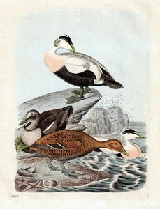 Vögel - Eiderenten . Altcolorierte Lithografie von 1863 - Picture 1 of 1