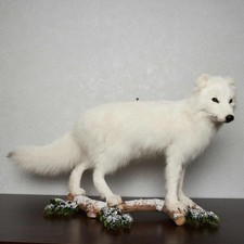 ARCTIC FOX TAXIDERMY MOUNT - WHITE FOX, SNOW FOX MOUNTED, STUFFED ANIMALS