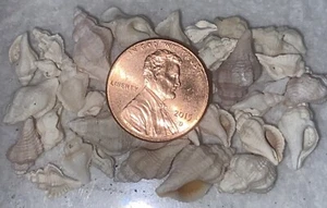 Lot MICRO Florida Sea Shells Many Perfect MIXED Bivalve Gastropod Conch Whelk - Picture 1 of 8