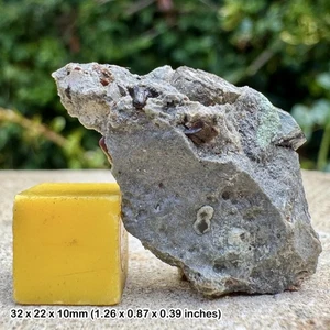 Fossil Fish Tooth in Matrix - Aust Cliff, Bristol UK - Upper Triassic - - Picture 1 of 2