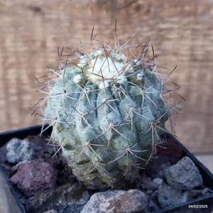 D3468 COPIAPOA TALTALENSIS maceta 10-H9-W7 cm MaMa Cactus - Imagen 1 de 4