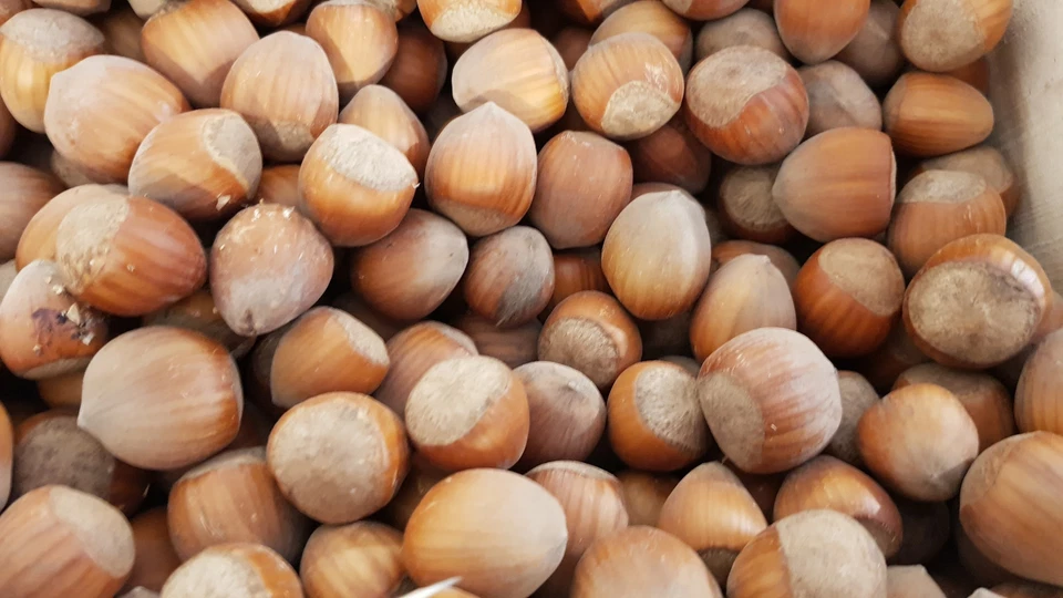 MONJARDINEXTRAORDINAIRE Corylus avellana 'Cosford' / Noisetier 'Coxford' / Conteneur de 2 à 2.9 litre...