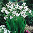 Acidanthera Bulbs x 25 The Peacock Orchid White Flowering Perennial